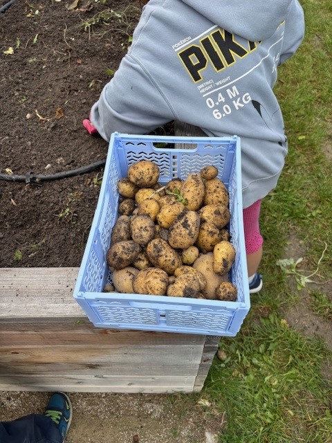 Kartoffelernte8