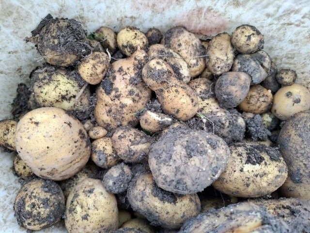 Kartoffelernte10
