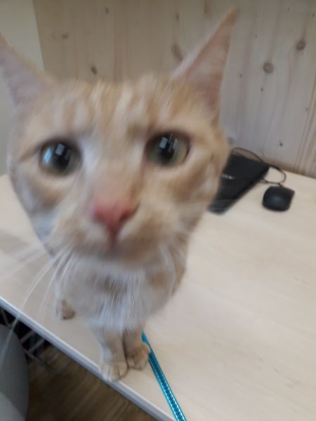Katze4