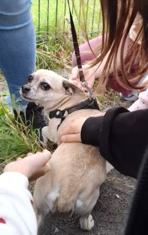 Tiere2