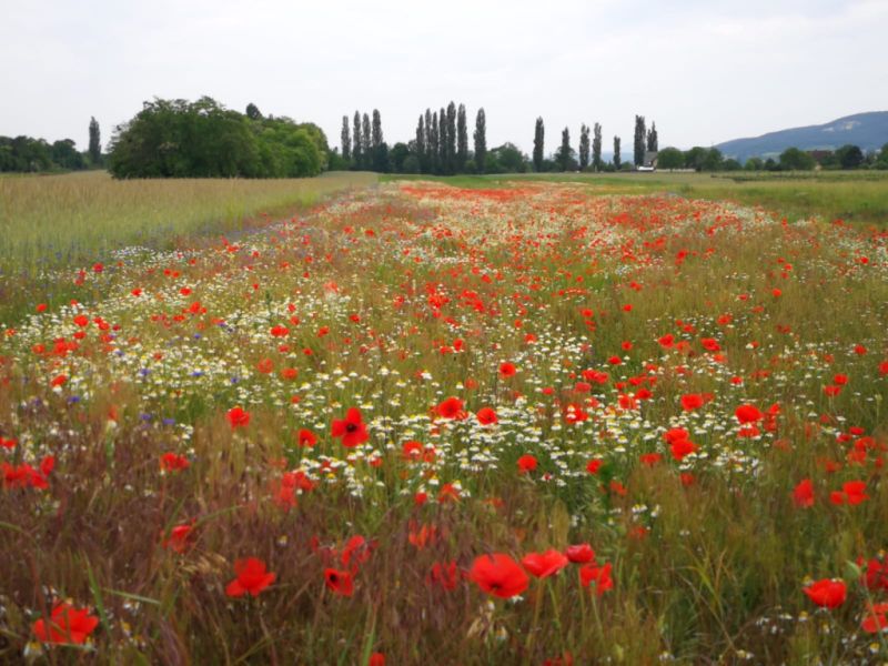 sommerwiese kottingbrunn